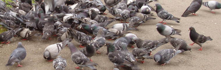 pigeons semi-domestiques